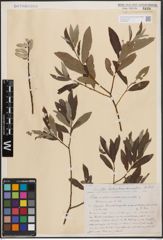 Foto von Salix aurita L. x Salix cinerea L. x Salix viminalis L.